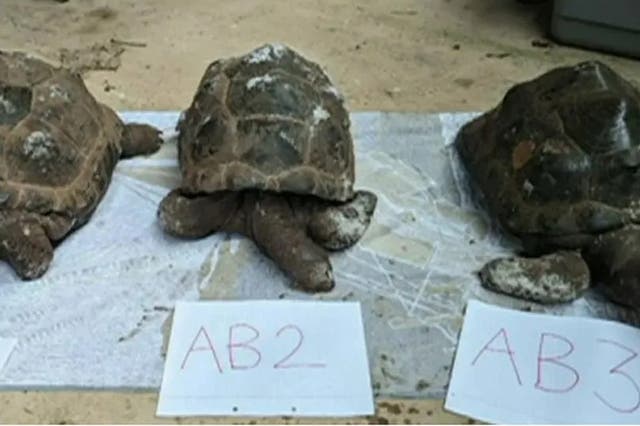 <p>The tortoises were found dead in Ashclyst Forest in Devon</p>