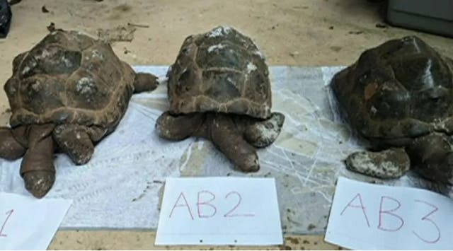 <p>The tortoises were found dead in Ashclyst Forest in Devon</p>