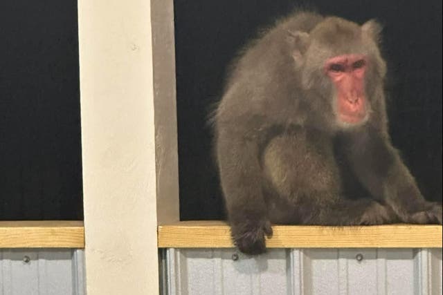 <p>Bradley, a 15-year-old Japanese Macaque, has been captured after he escaped his habitat on Thursday</p>