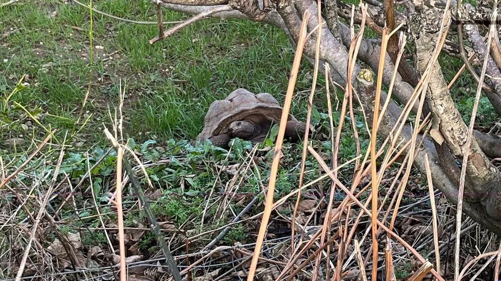 Man charged over discovery of dead giant tortoises in Devon - Vimarsana News