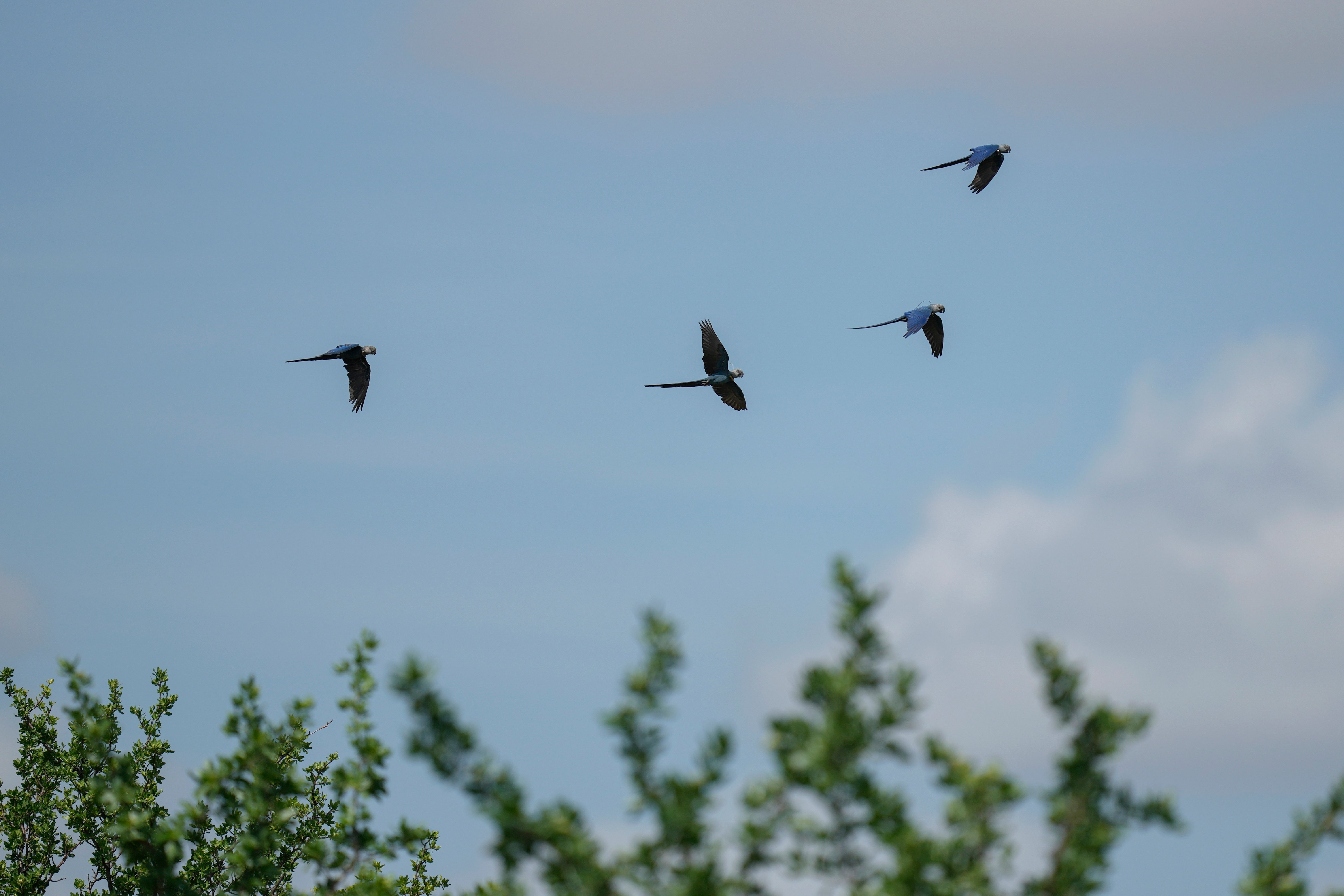 Climate Brazil Spixs Macaw