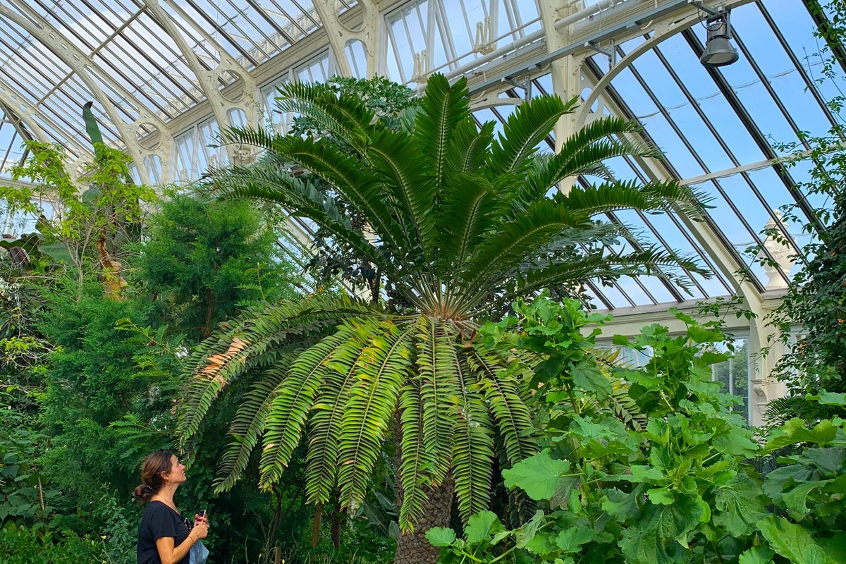 AI enlisted in the hunt for female partner for lonely ancient plant