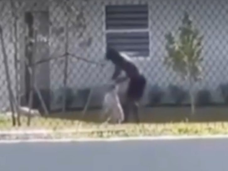 A man is seen punching a dog at a home in Homestead, Florida. The footage garnered outrage on social media and sparked a police investigation on 27 May, 2024