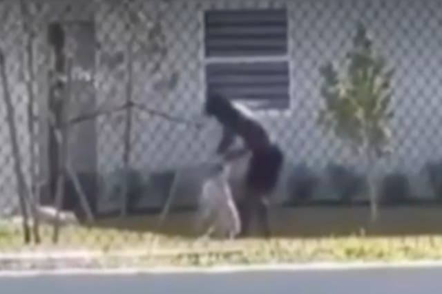 <p>A man is seen punching a dog at a home in Homestead, Florida. The footage garnered outrage on social media and sparked a police investigation on 27 May, 2024</p>