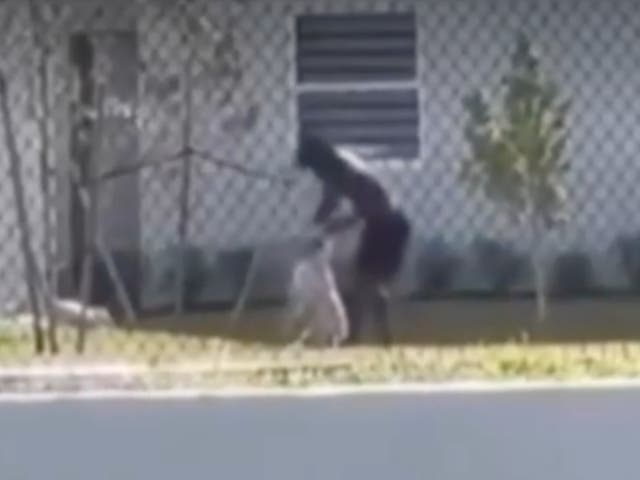 <p>A man is seen punching a dog at a home in Homestead, Florida. The footage garnered outrage on social media and sparked a police investigation on 27 May, 2024</p>