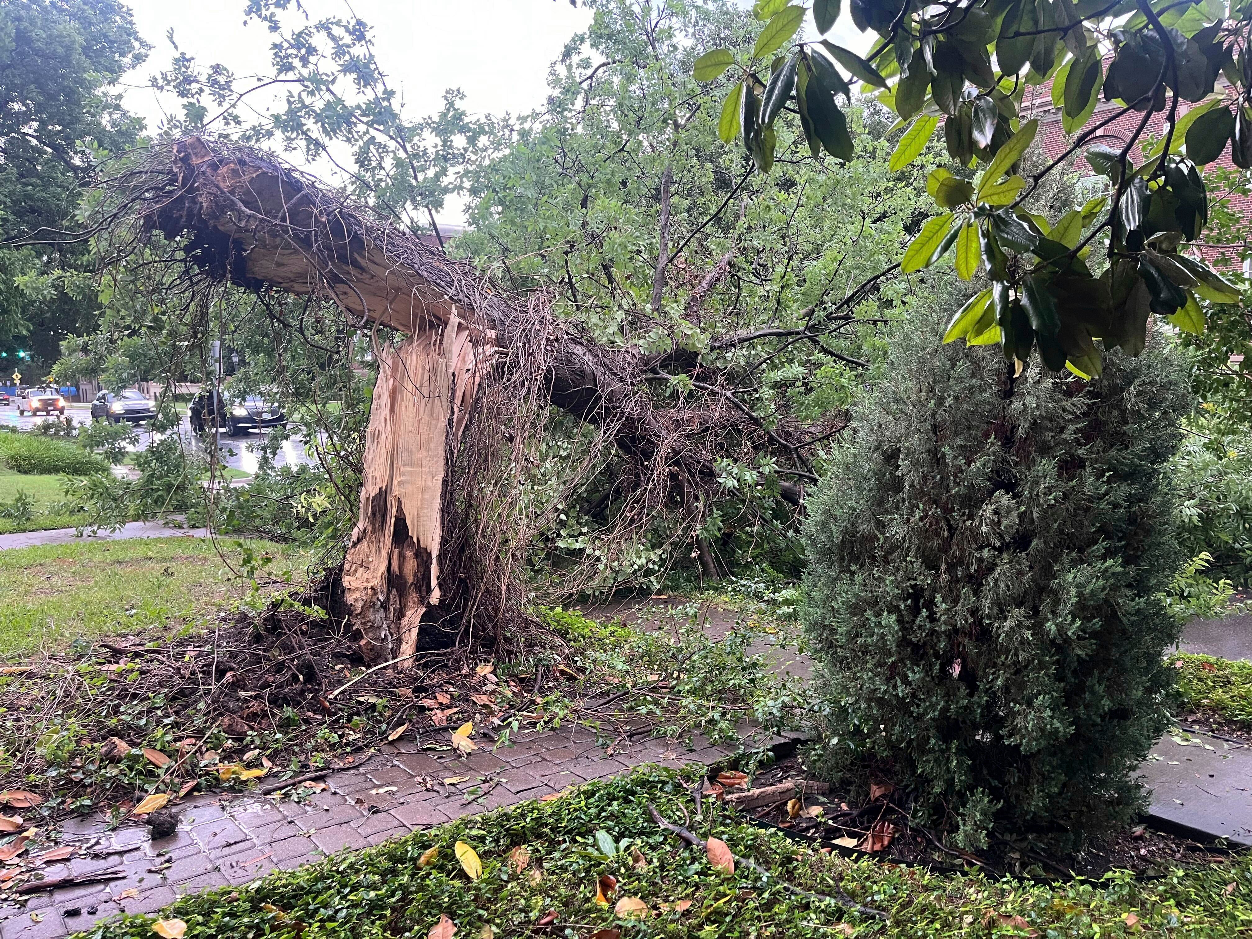 Thunderstorms throughout Texas knocked down power lines and trees including in University Park in Dallas on Tuesday