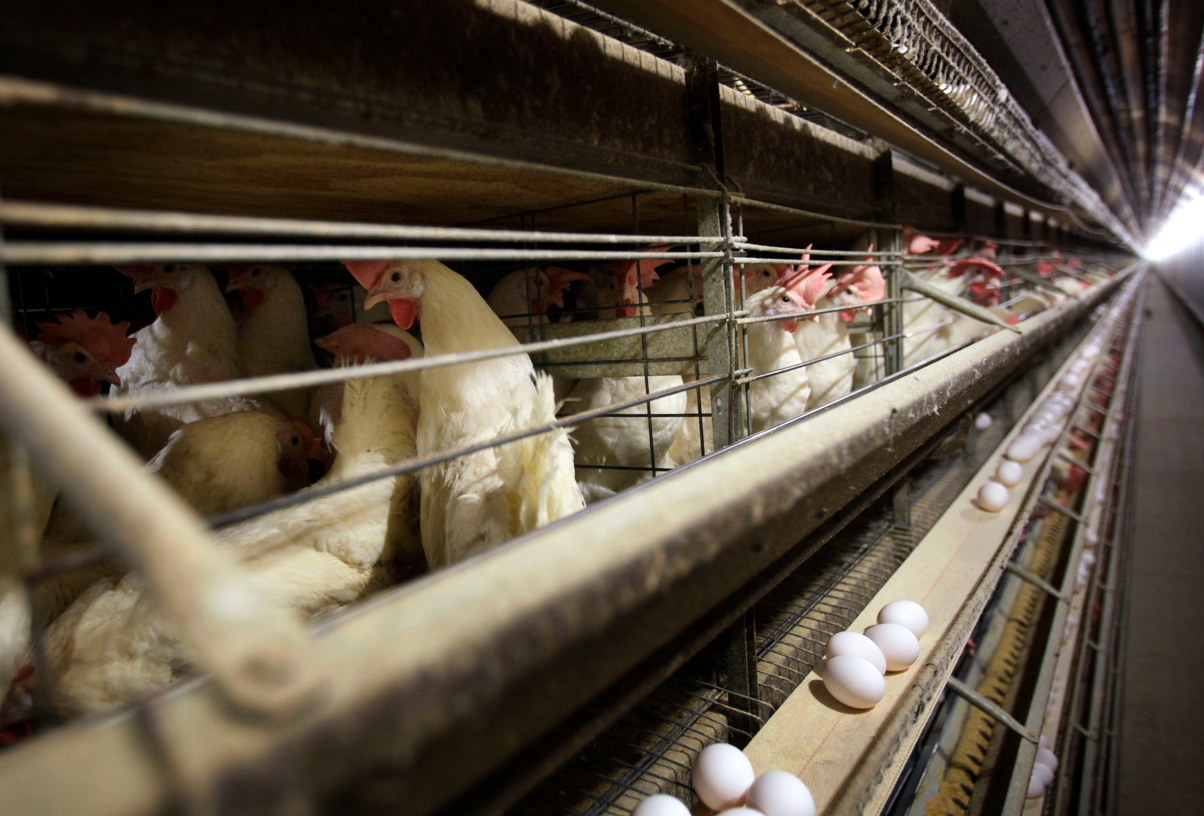 Chickens stand in their cages at a farm, Nov. 16, 2009, near Stuart, Iowa