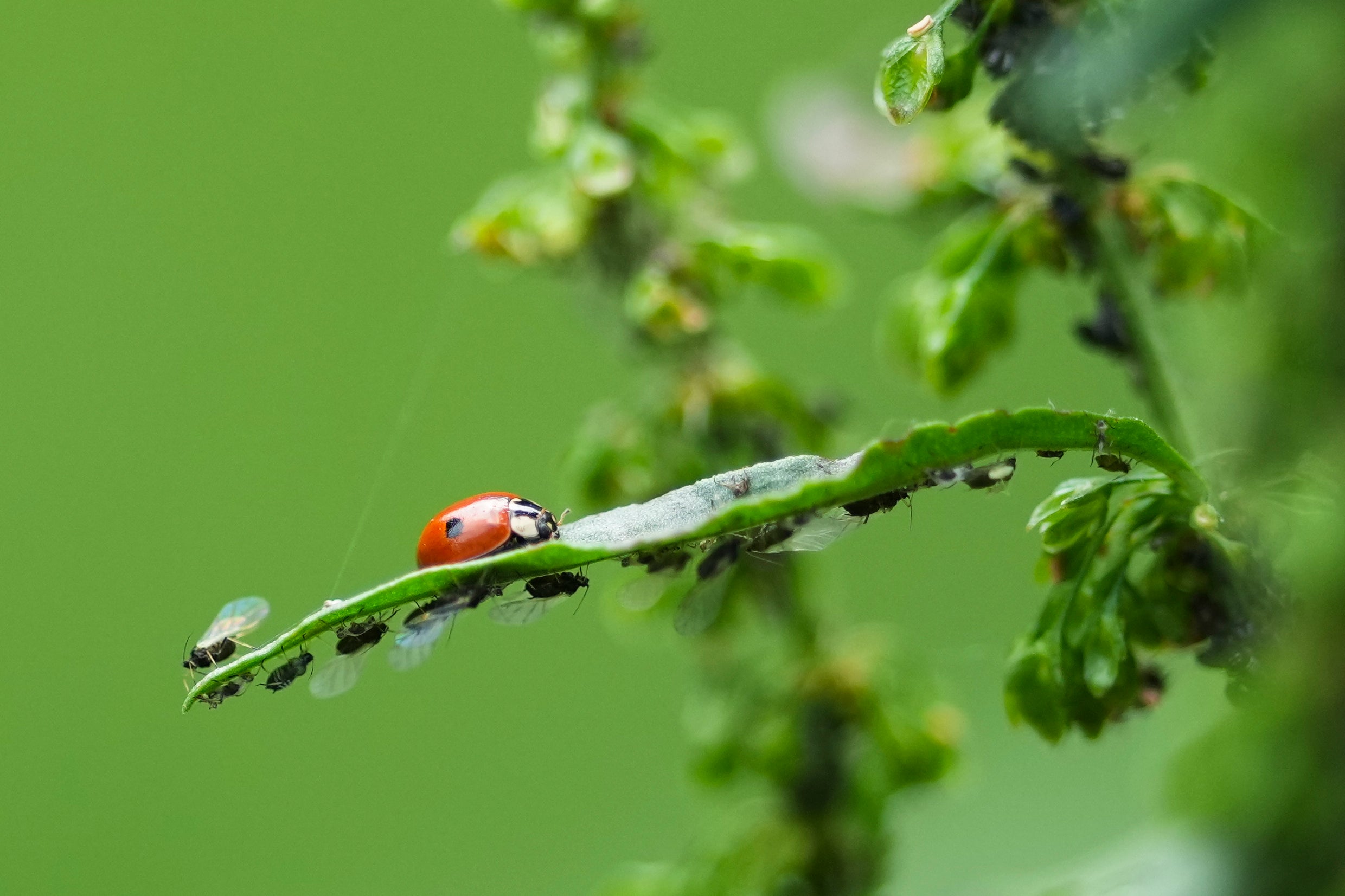 Germany Counting Insects Photo Gallery