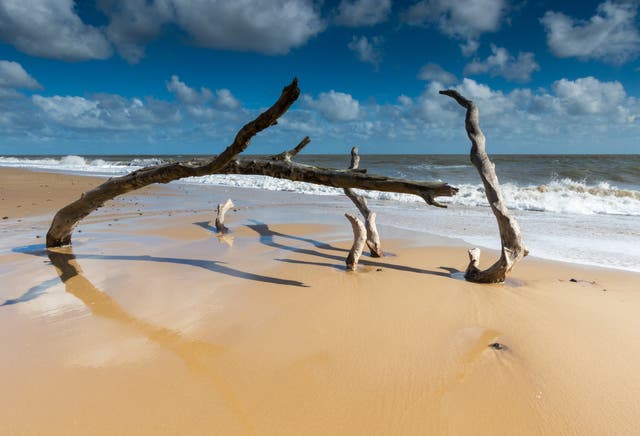 <p>Covehithe Beach sits in the Benacre National Nature Reserve</p>