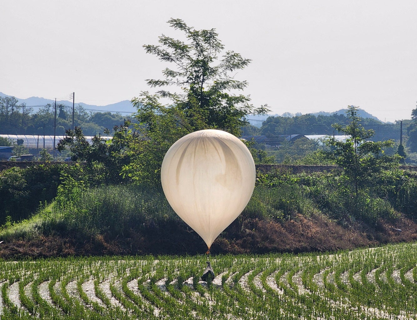 <p>A balloon reportedly sent by North Korea is seen over a rice field at Cheorwon, South Korea</p>