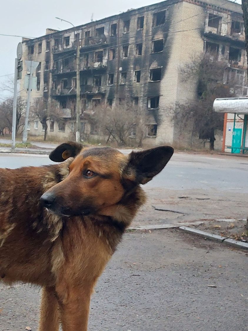 As Ukrainians fled the devastation of Russia’s attacks, the pets they could not take with them began to populate the rubble-filled streets