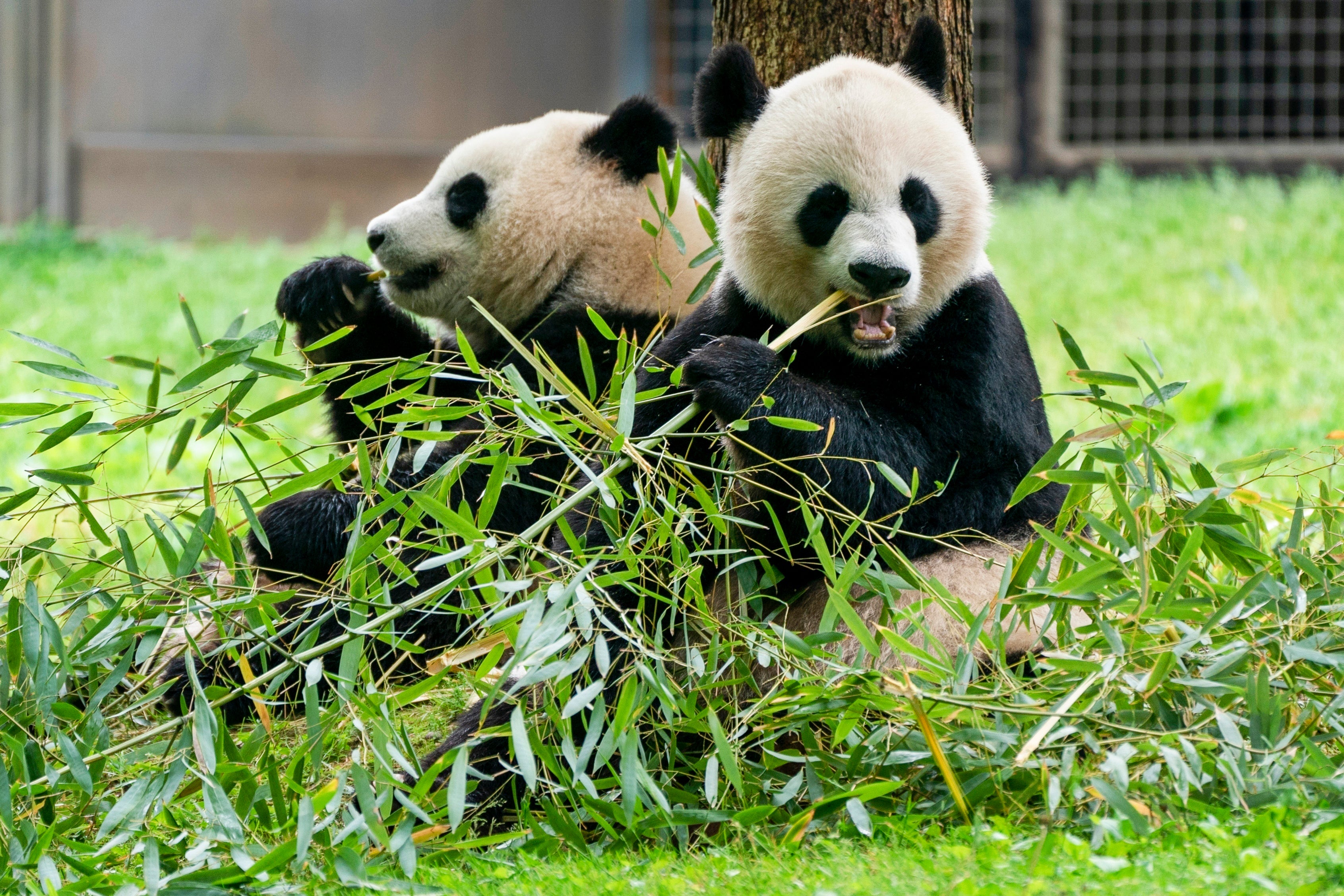 Smithsonian says 2 new giant pandas returning to Washington's National