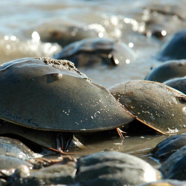 <p>Horseshoe crab populations have significantly declined in recent years </p>