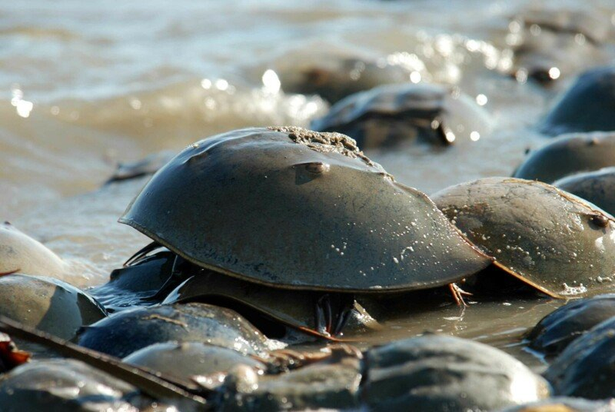 Thousands of crabs wash up on Maryland shores after ‘blue blood’ harvested, suit says