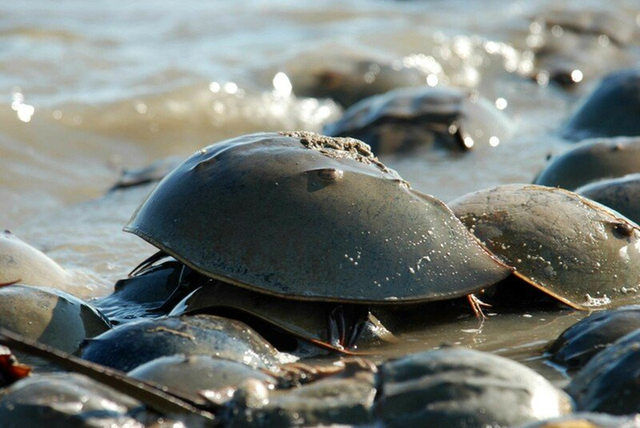 <p>Horseshoe crab populations have significantly declined in recent years </p>