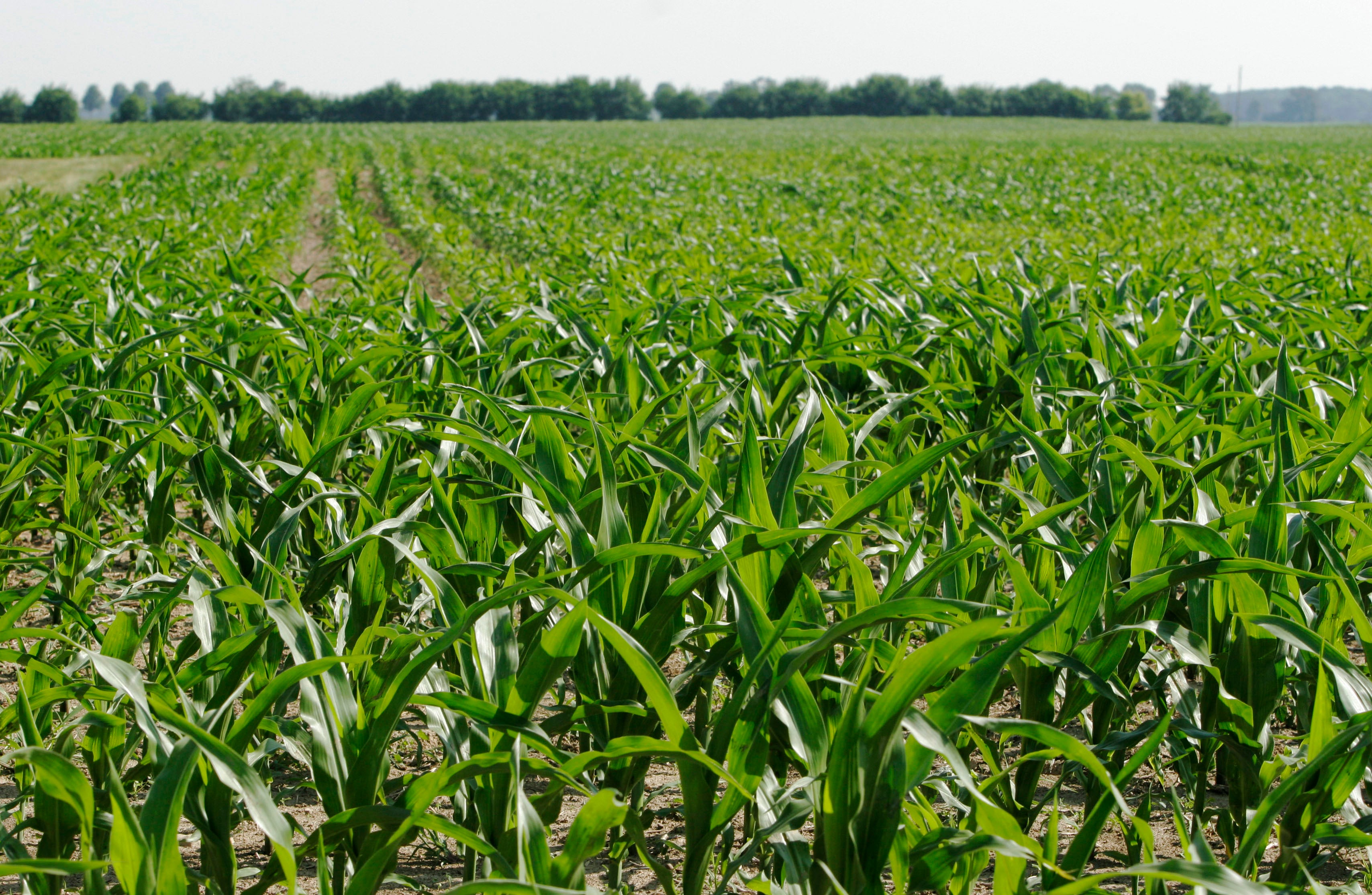 Climate-Emission Eating Bacteria