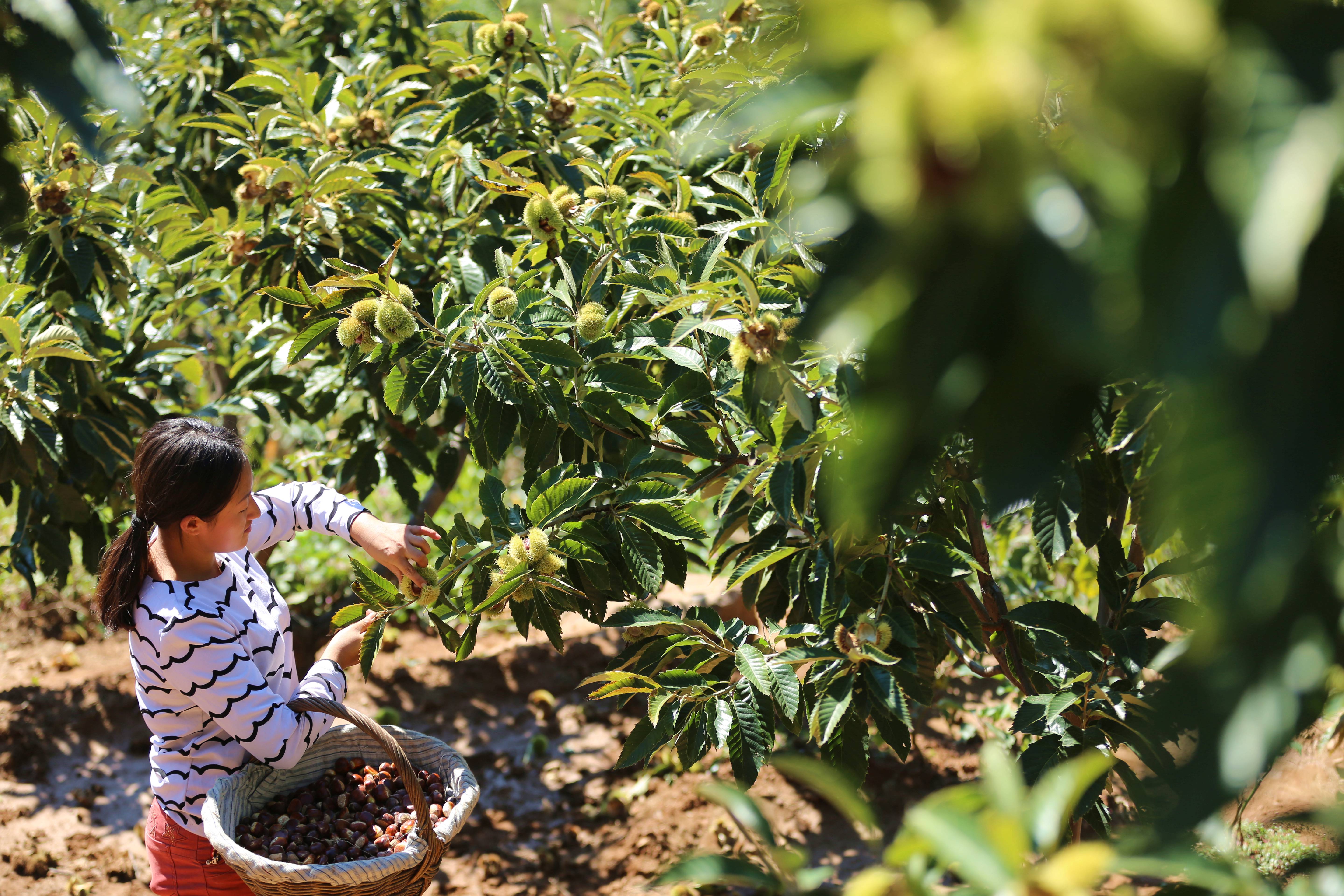 A chestnut farmer works in the fields of Kuancheng county, Hebei province, during the September harvest