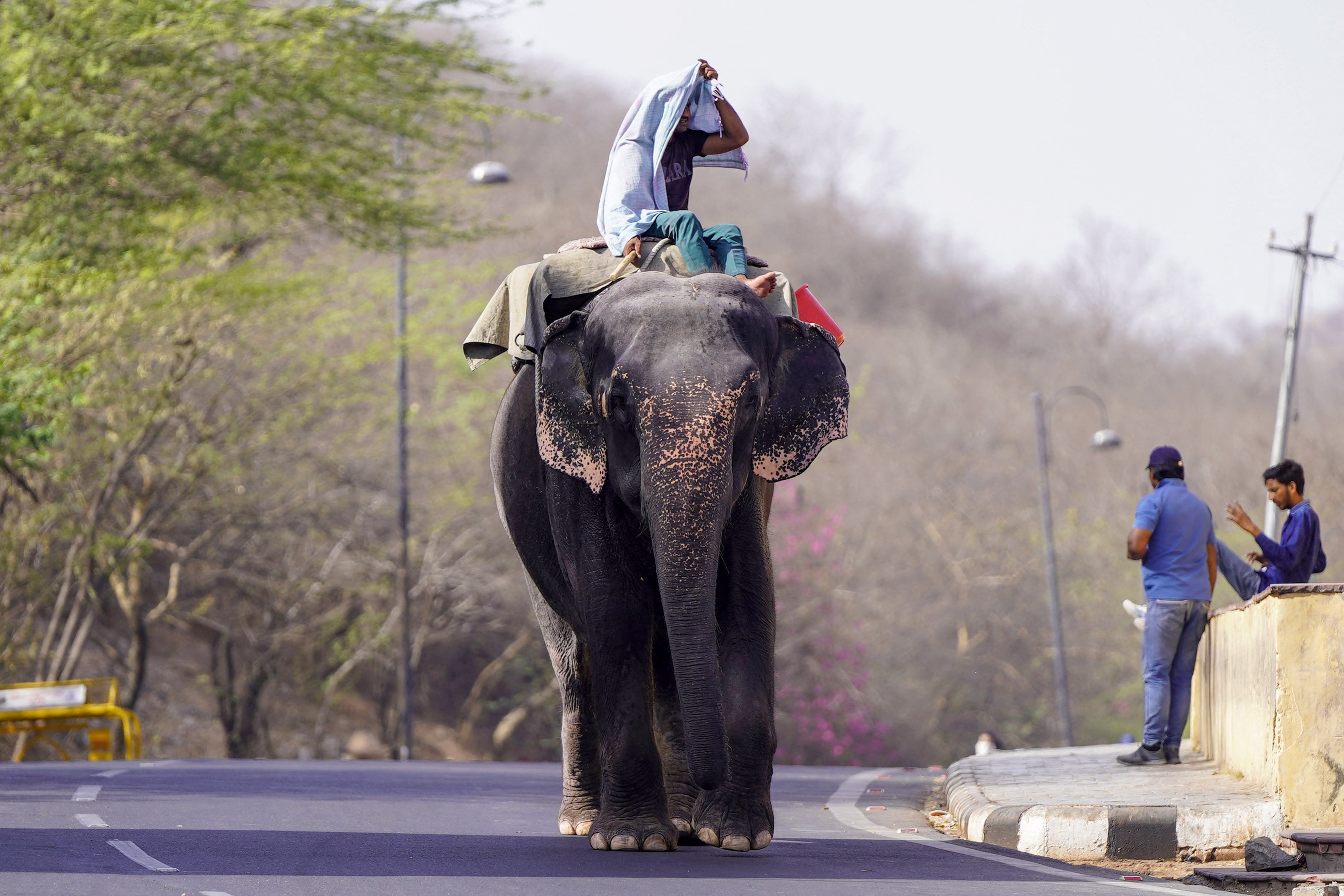 A mahout is riding an elephant down a street on a hot summer day in Jaipur.