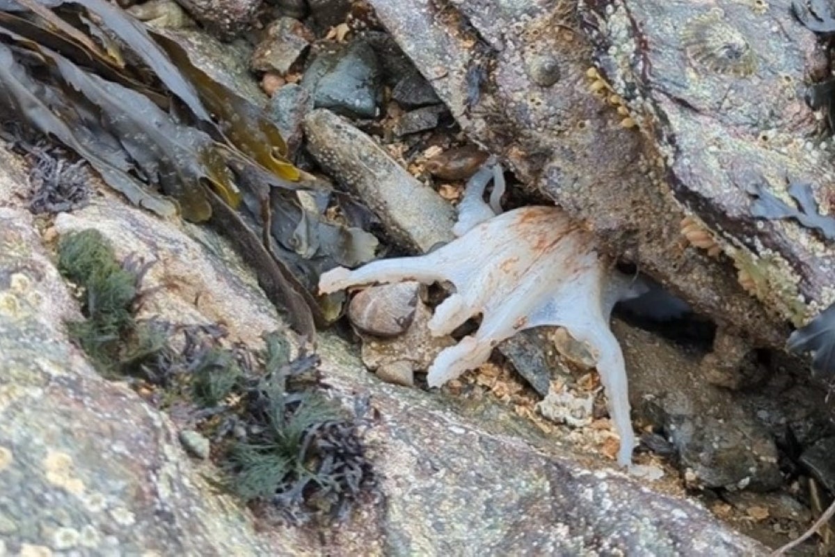 Octopus caught on camera changing its colour at North Wales beach