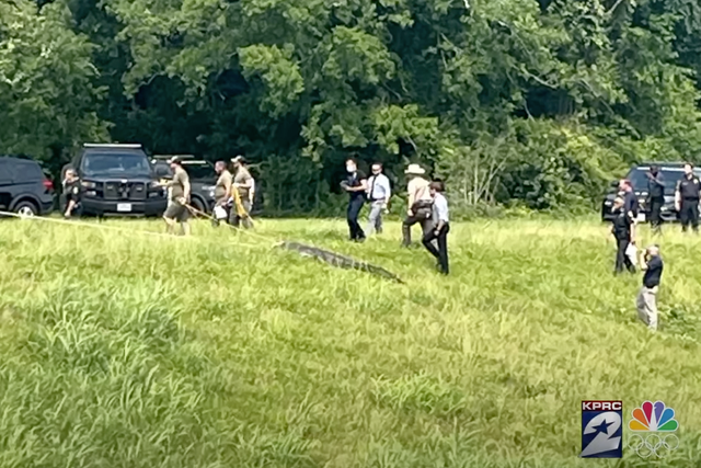 <p>Police in Texas remove an alligator after a a missing woman’s body was found in its jaws. </p>
