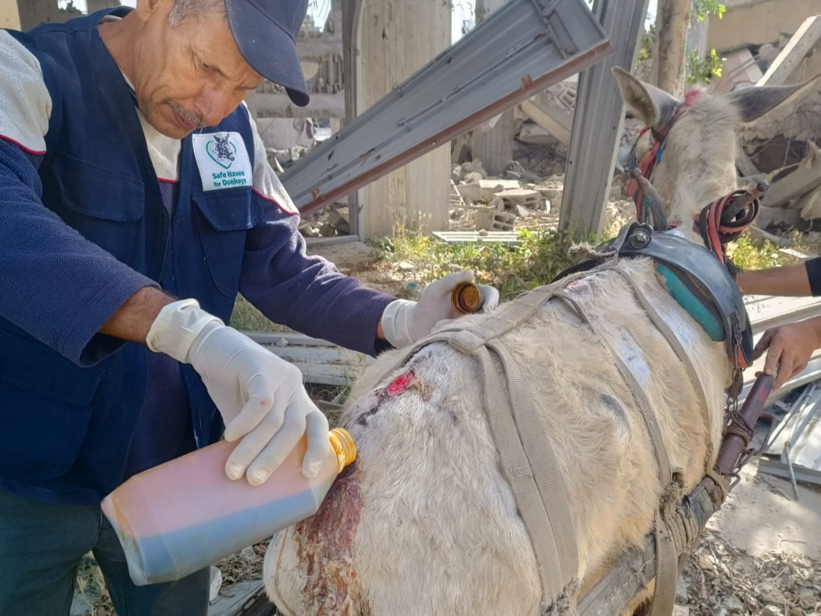 Dr Saif treats a donkey’s shrapnel wounds