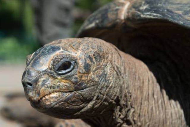 <p>Ten of Priddle’s Aldabra tortoises died and he later gave up 53 to be rehomed (stock image) </p>