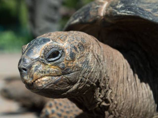 <p>Ten of Priddle’s Aldabra tortoises died and he later gave up 53 to be rehomed (stock image) </p>