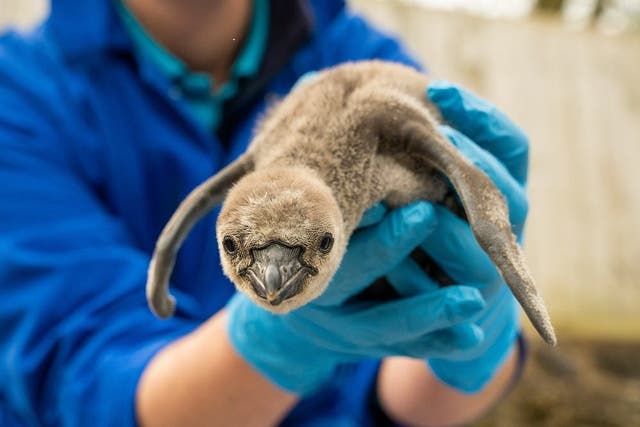 <p>Chester Zoo has welcomed 11 Humboldt penguins – the most the zoo has seen in more than 10 years (Chester Zoo)</p>