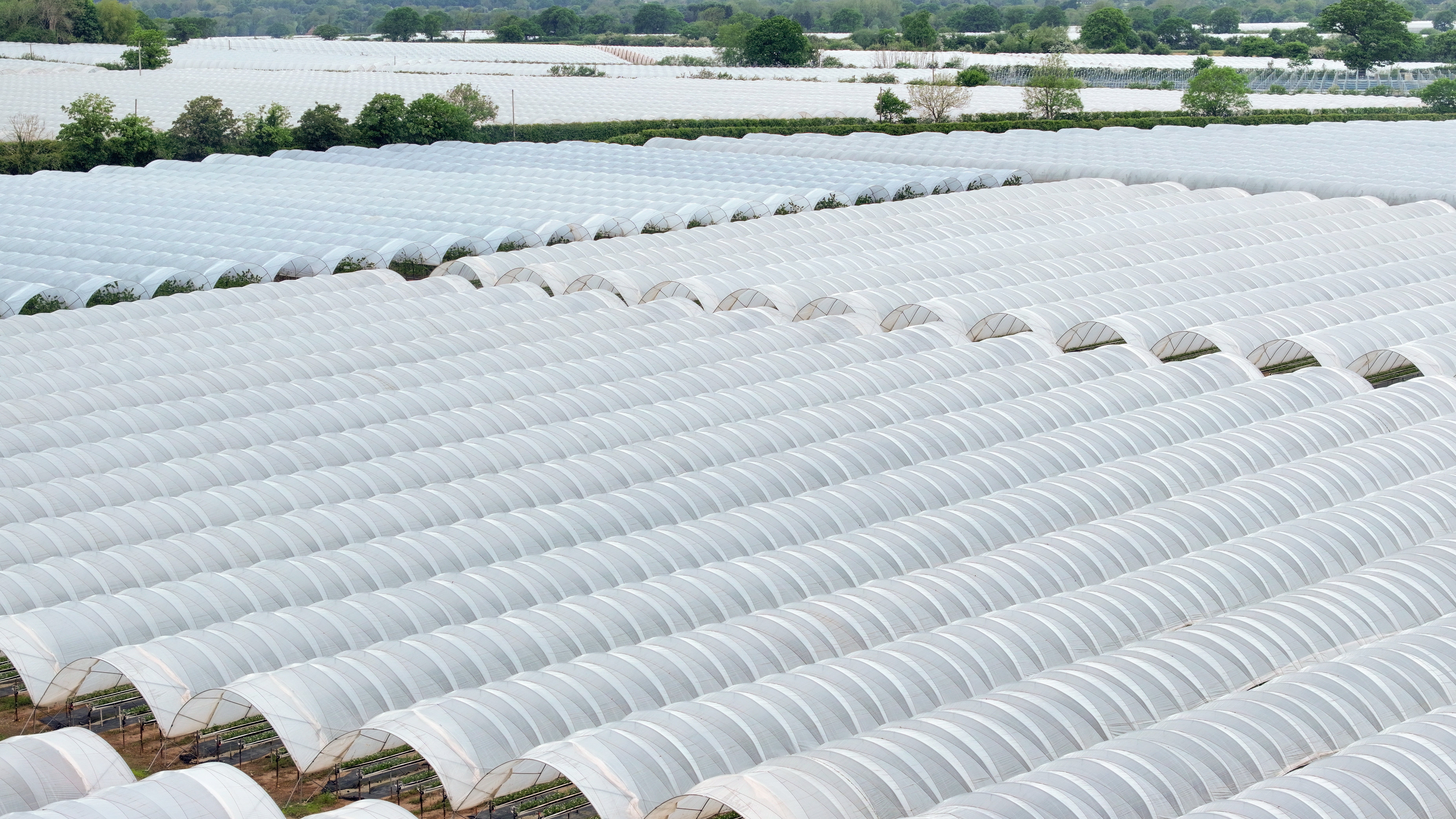 Workers described hot and difficult working conditions inside polytunnels on UK farms