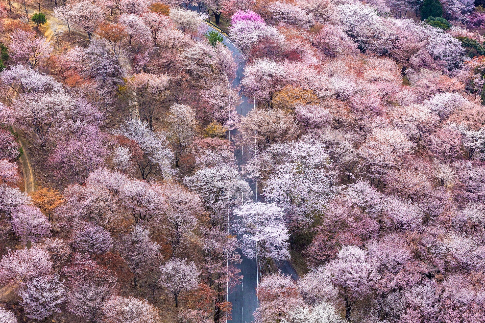 Cascade (Cherry blossoms in Nara Prefecture east of Kyoto)