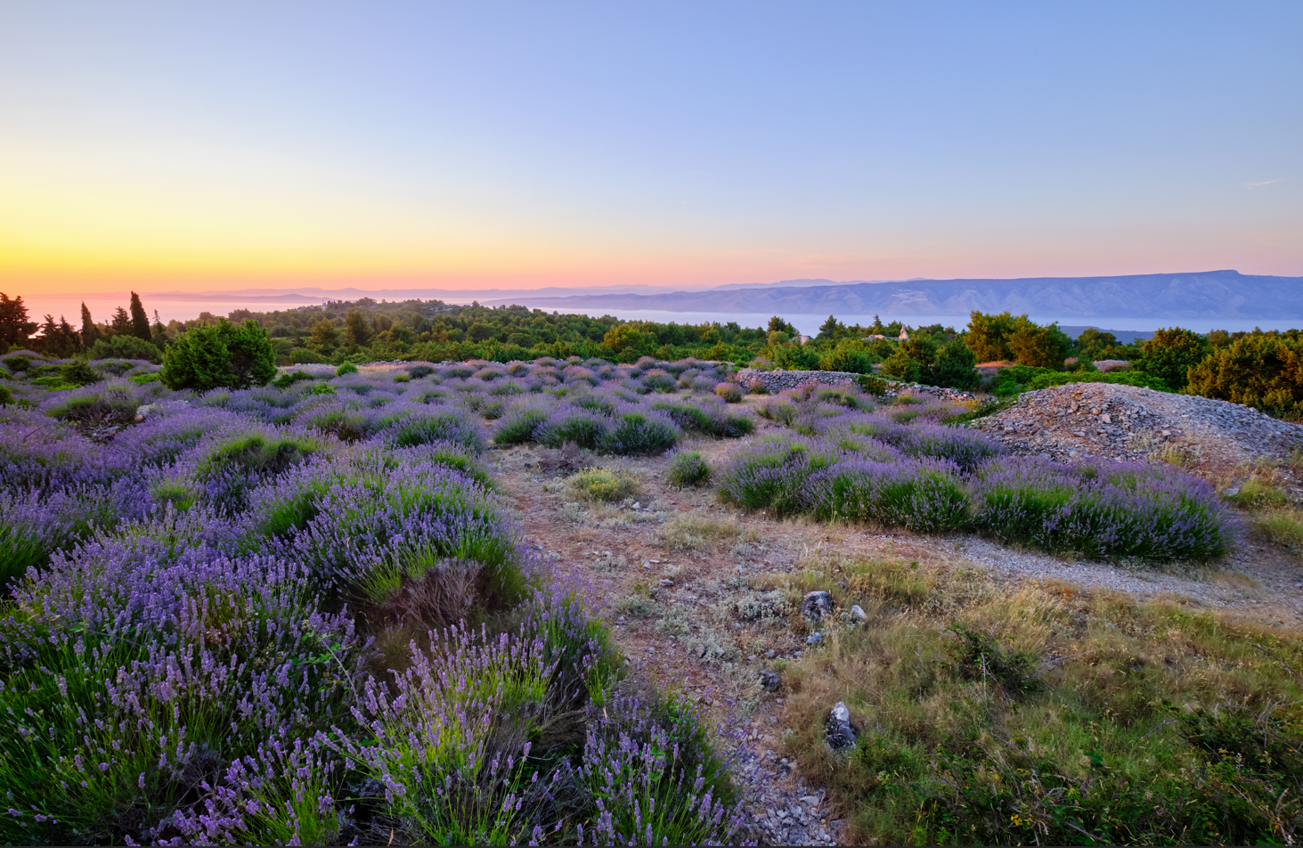 Take a trip through the fragrant Brusje lavendar fields outside of Hvar Town