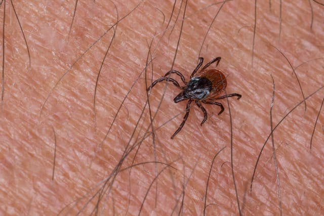 <p>Ticks are small, blood-sucking arachnids closely related to spiders, mites and scorpions</p>