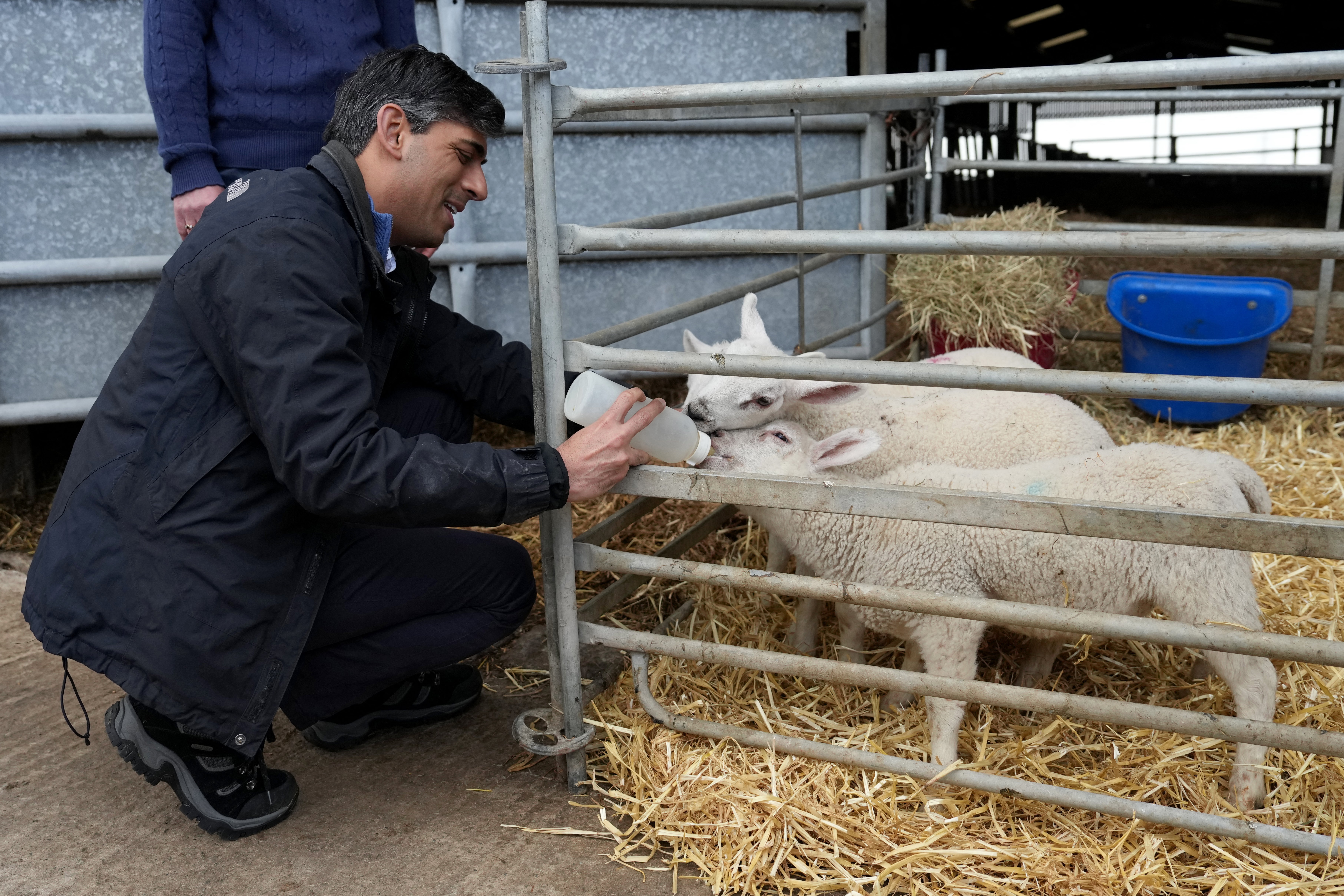 Britain's Prime Minister and Conservative Party leader Rishi Sunak feeds lambs as he visits Rowlinson's Farm in Gawsworth, Macclesfield, in the north-west