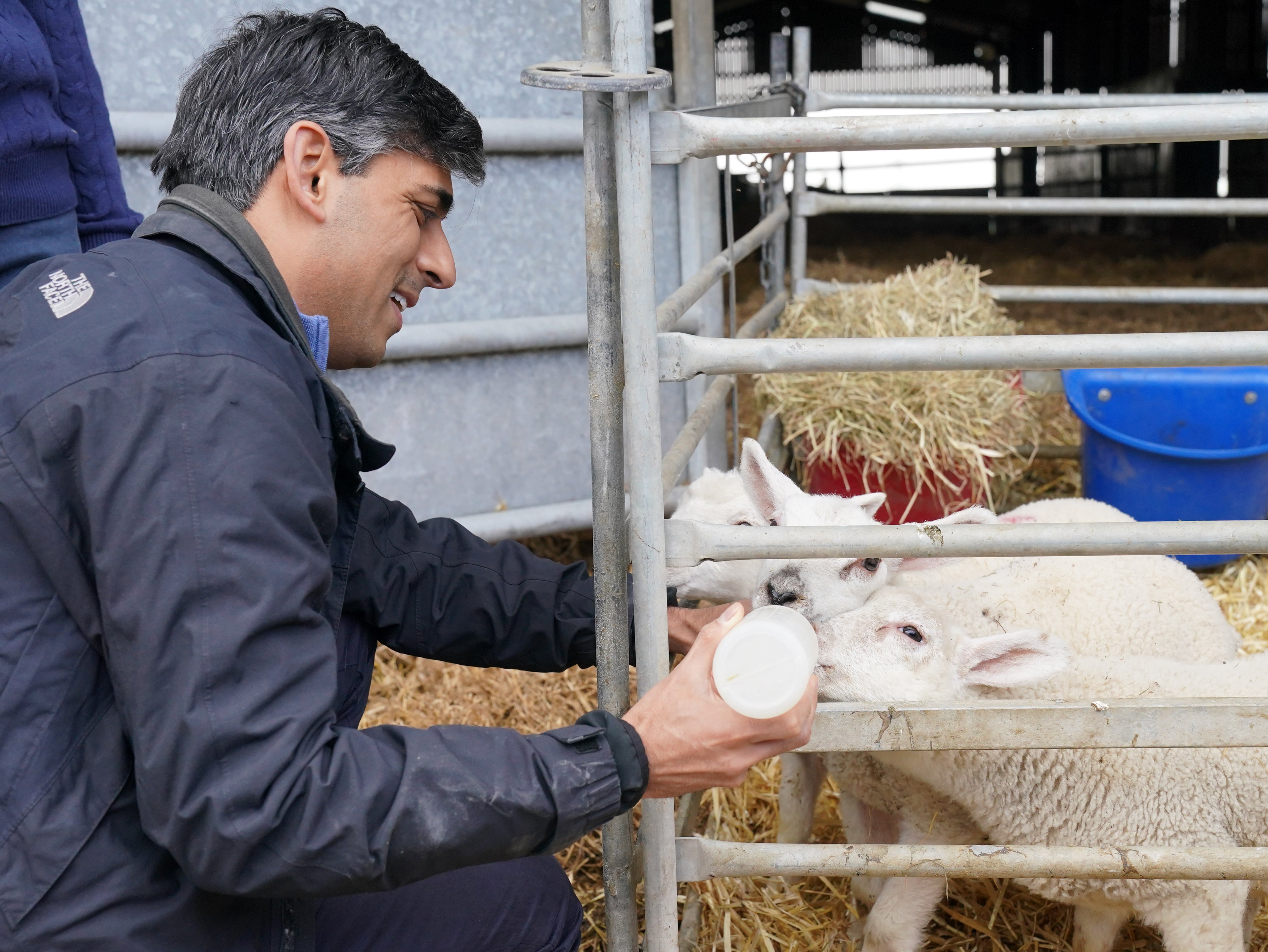 Prime Minister Rishi Sunak bottle feeding lambs during a visit to Rowlinson's Farm, a dairy, beef, sheep farm in Gawsworth, Macclesfield