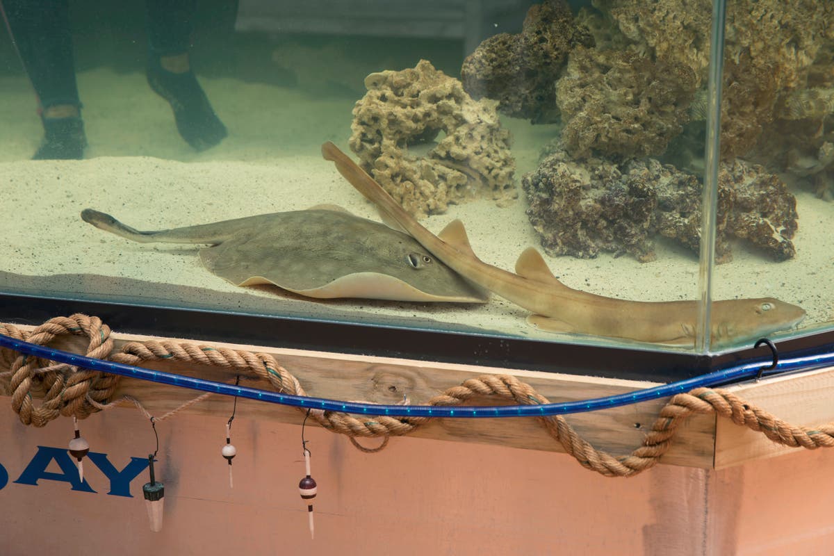 Officials give tragic update on Charlotte the pregnant ‘virgin’ stingray