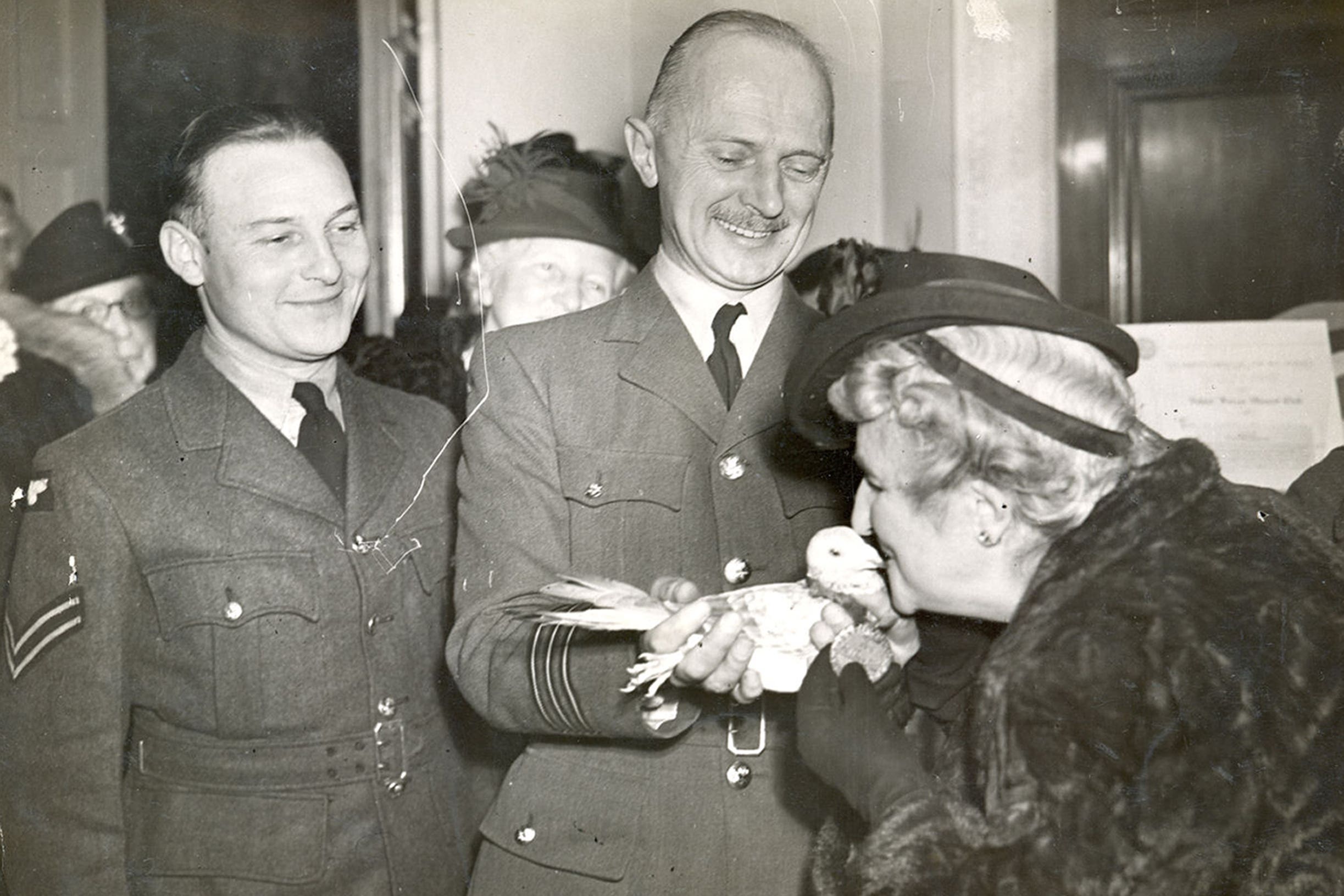 Gustav the pigeon receiving the PDSA Dickin Medal (PDSA/PA)