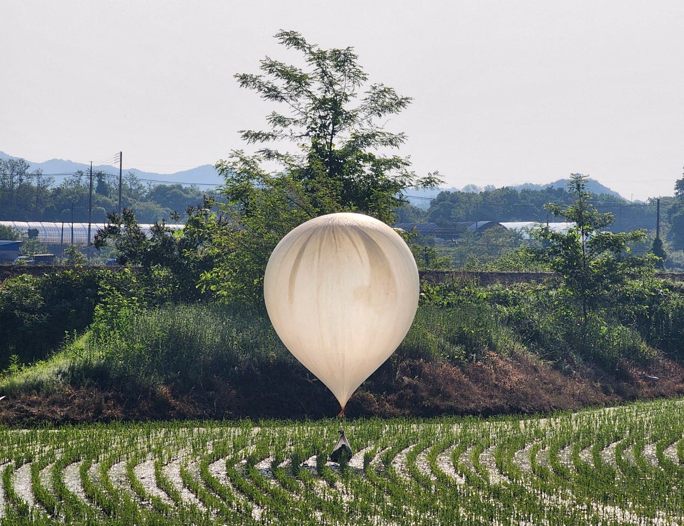 A balloon believed to have been sent by North Korea, carrying various objects including what appeared to be trash and excrement, is seen over a rice field in border county Cheorwon