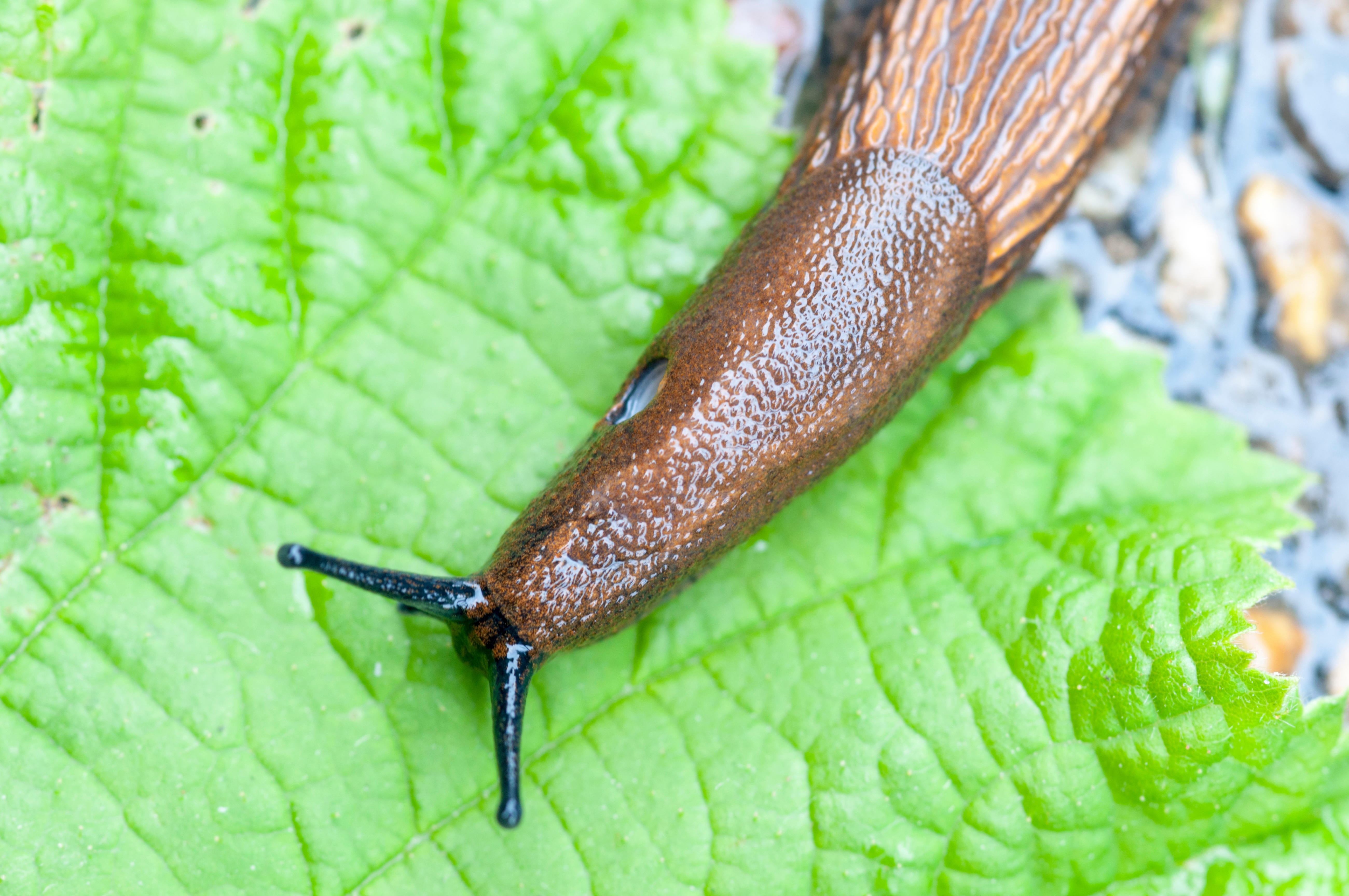 Slugs and snails have arrived in high numbers in sodden gardens after weeks of downpours