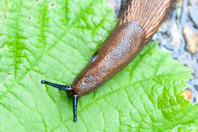 <p>Slugs and snails have arrived in high numbers in sodden gardens after weeks of downpours</p>