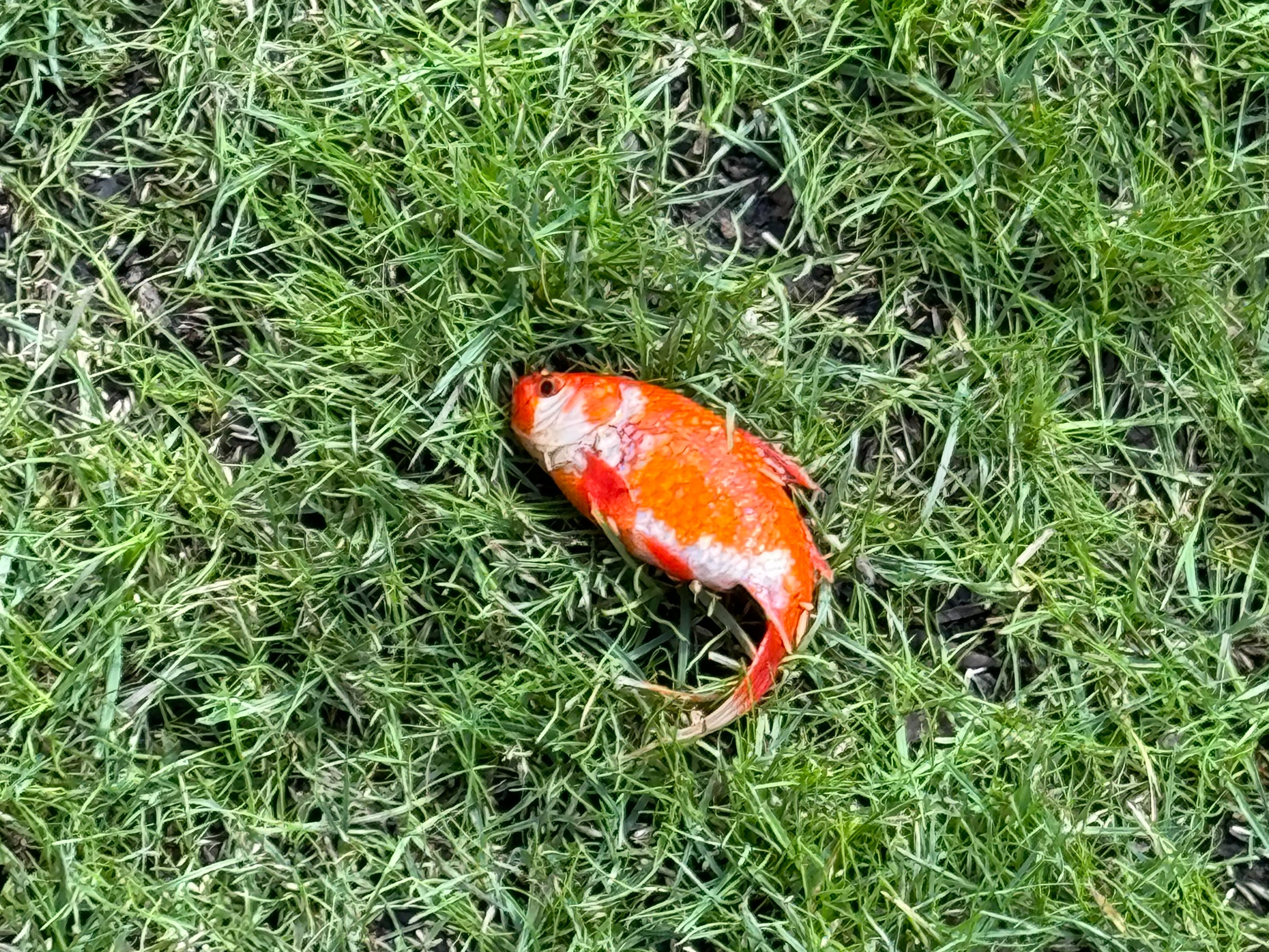 Dr Ben Beska spotted the fish lying in the grass of his garden in Newcastle