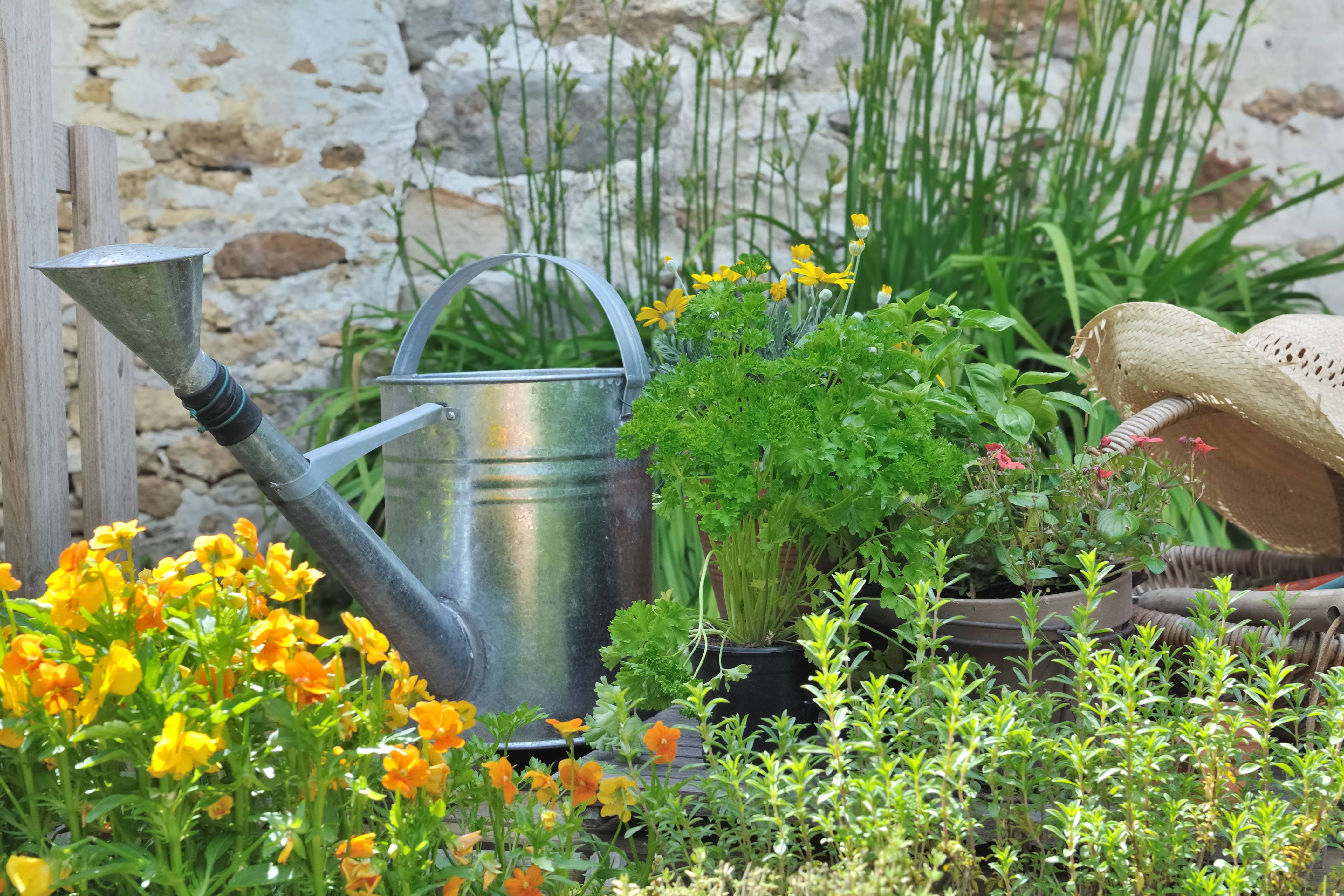 Small changes in your growing techniques can help your herbacious seedlings grow to their full potential (Alamy/PA)