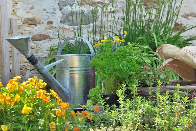 Small changes in your growing techniques can help your herbacious seedlings grow to their full potential (Alamy/PA)