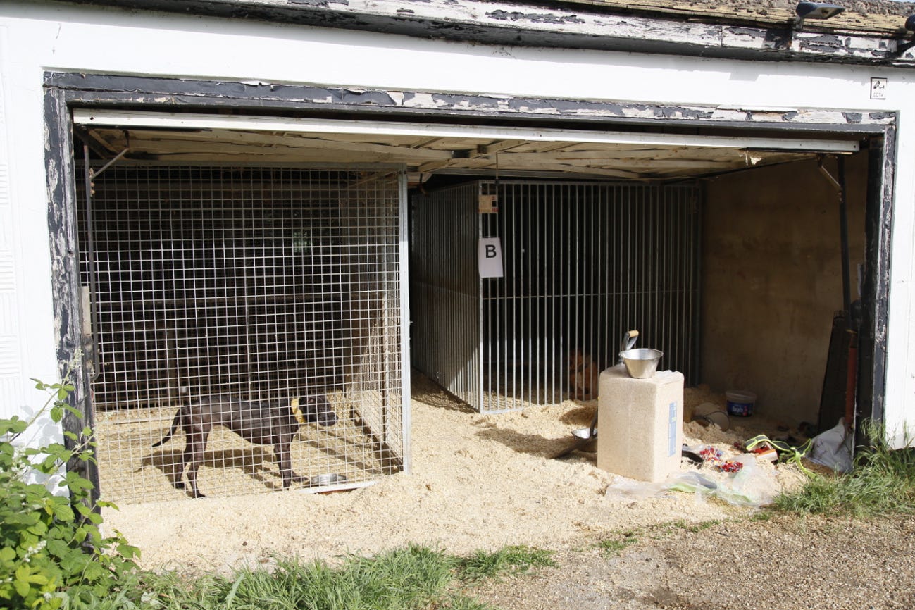 Three of the dogs were kept in kennels in the garden of Phillip Harris Ali’s home in Chigwell, Essex (RSPCA/PA)