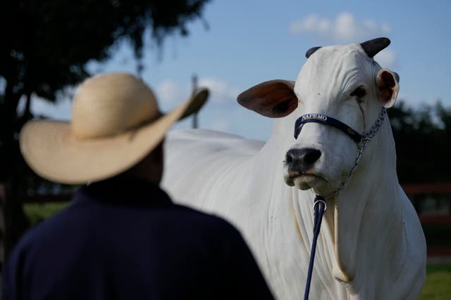 <p>A stockman watches over the Nelore cow known as Viatina-19 at a farm in Uberaba, Minas Gerais state, Brazil</p>