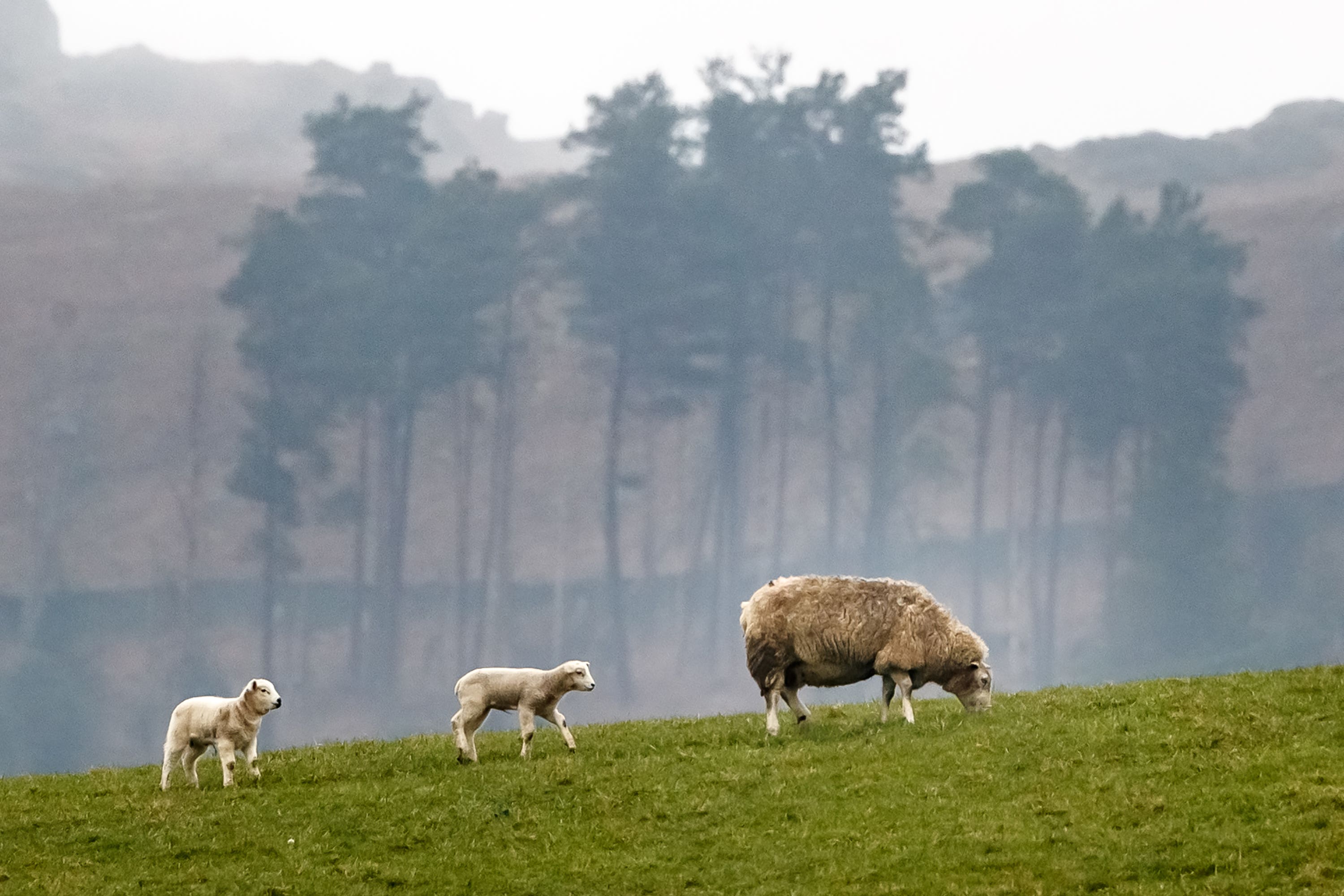 Labour will tackle rural crime, Steve Reed has pledged (Danny Lawson/PA)