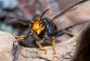 Ministers urged to tackle surge in Asian hornets after rise in sightings