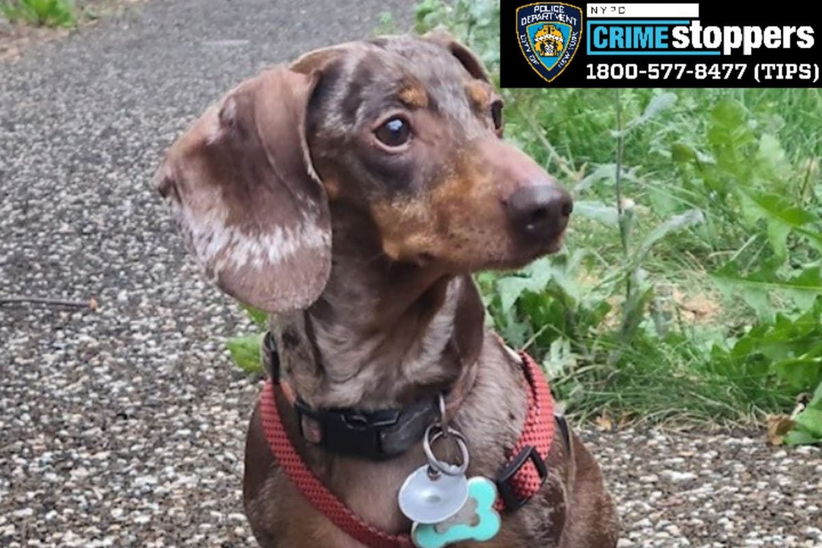 Her Milkshake was stolen from the yard! Two teens arrested after dog stolen from Bronx home