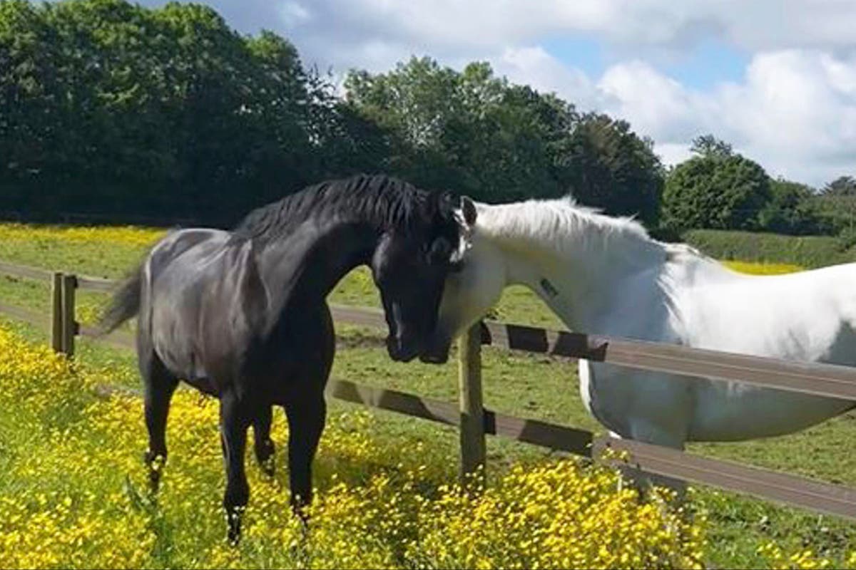 Military horses that bolted through London to Troop the Colour in remarkable return