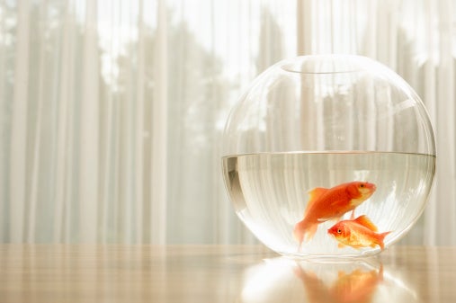 The internet has turned on the man who saved a goldfish left on his lawn