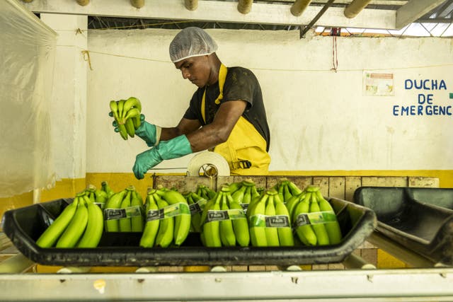 A worker processing Fairtrade bananas at a farm near Orihueca, Magdalena, Colombia, in February (Chris Terry/Fairtrade)